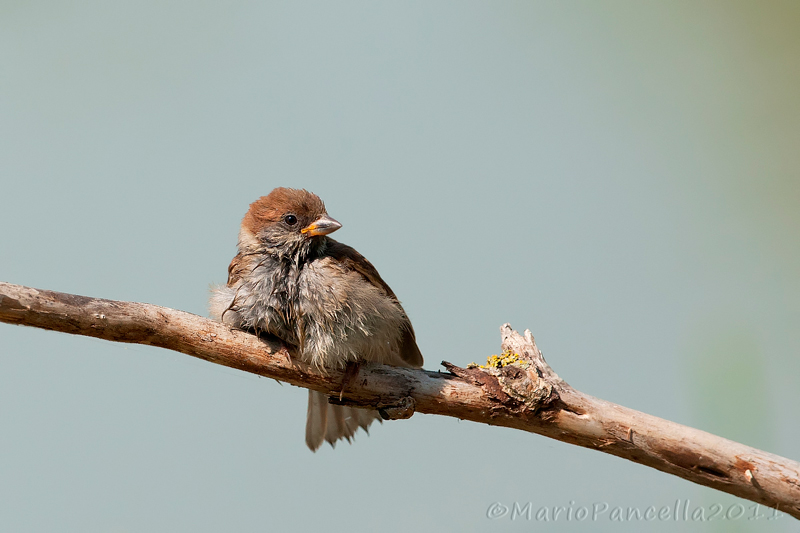 Serie di Passera mattugia (Passer montanus)